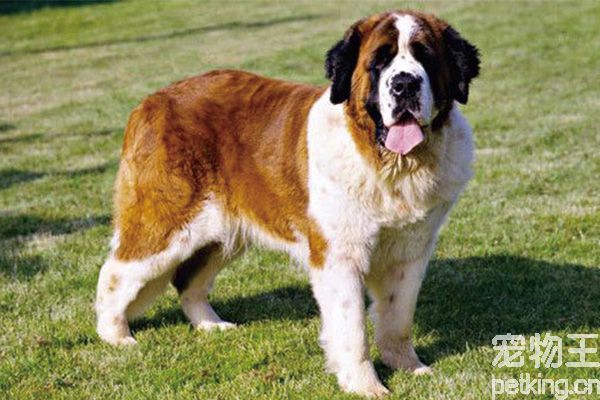 圣伯纳犬智商