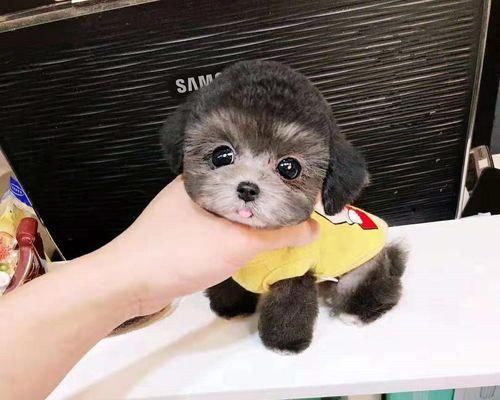 如何挑选适合你的玩具贵宾犬（从品种特点到性格考量，教你选到心仪的宠物）