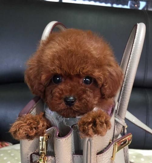 如何挑选适合你的玩具贵宾犬（从品种特点到性格考量，教你选到心仪的宠物）