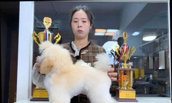 如何挑选适合你的玩具贵宾犬（从品种特点到性格考量，教你选到心仪的宠物）