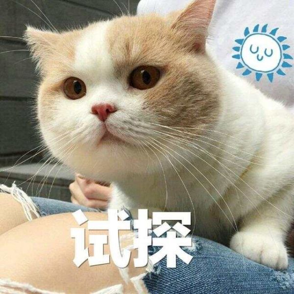 你养什么猫，代表你是什么性格！你觉得准吗？
