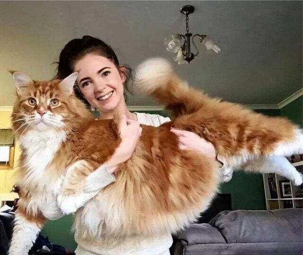 你养什么猫，代表你是什么性格！你觉得准吗？