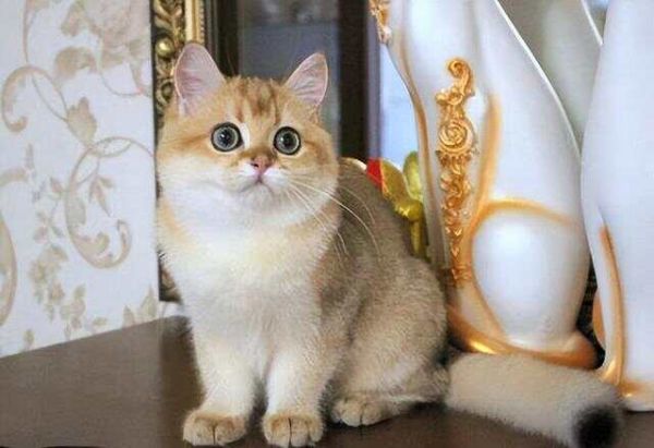 你养什么猫，代表你是什么性格！你觉得准吗？