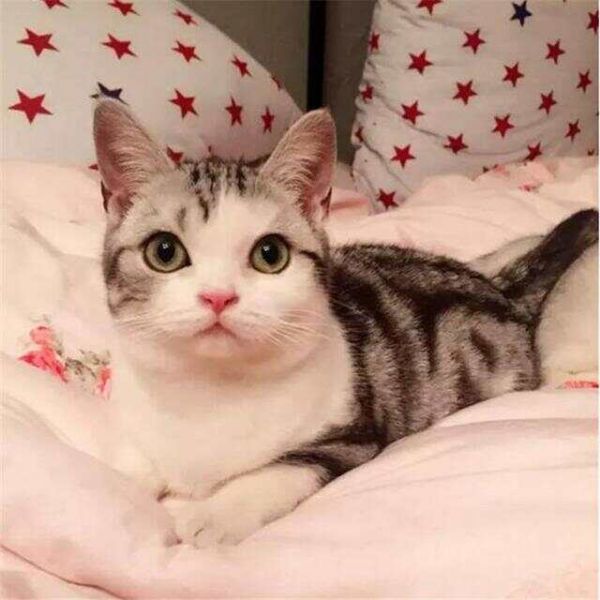 你养什么猫，代表你是什么性格！你觉得准吗？