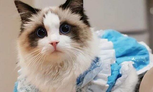 你养什么猫，代表你是什么性格！你觉得准吗？