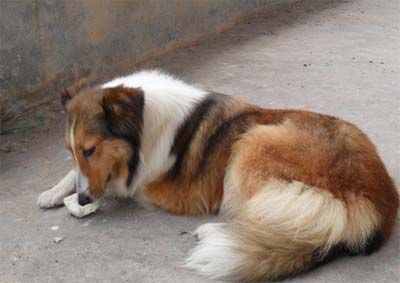 犬咳血的原因与急救方法