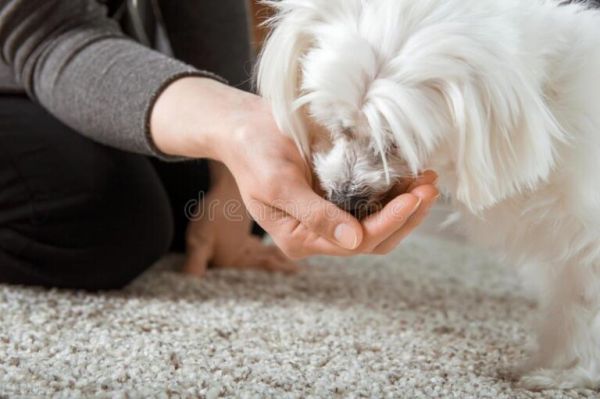 宠物狗护食怎么办？狗狗护食行为的纠正措施