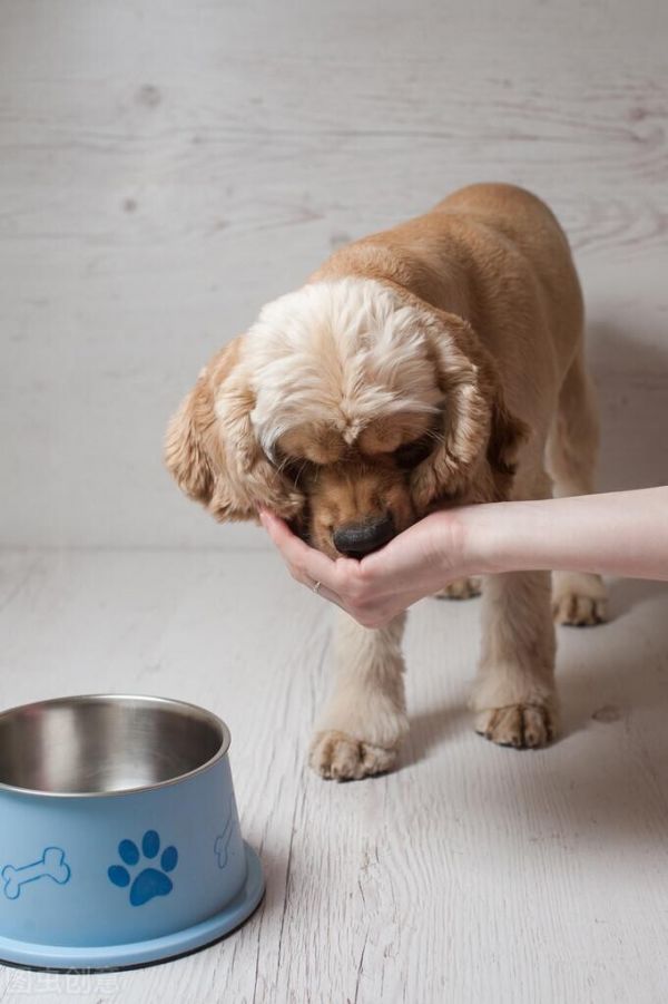 宠物狗护食怎么办？狗狗护食行为的纠正措施