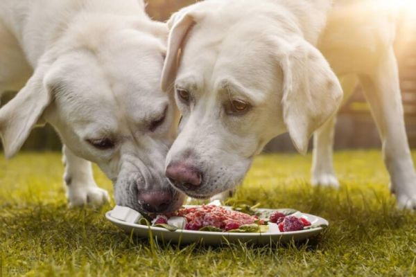 宠物狗护食怎么办？狗狗护食行为的纠正措施