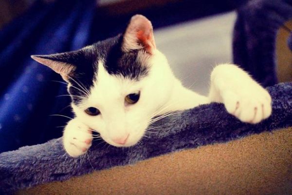 猫咪爱主人的10种行为，快来看看你中了几条？