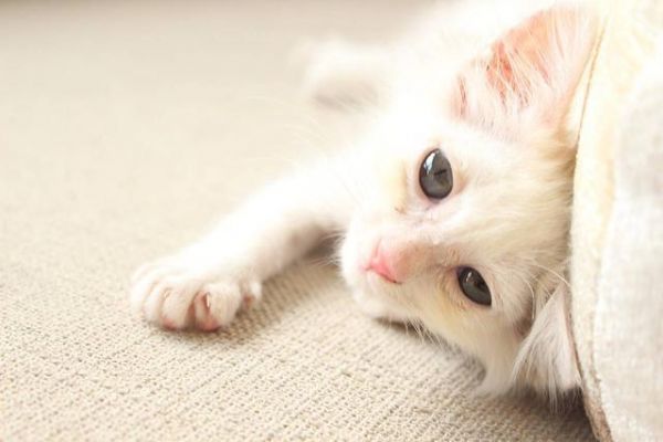猫咪爱主人的10种行为，快来看看你中了几条？