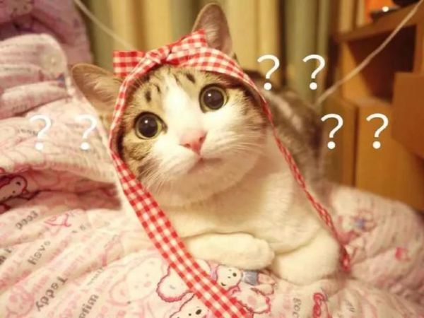 猫咪爱主人的10种行为，快来看看你中了几条？