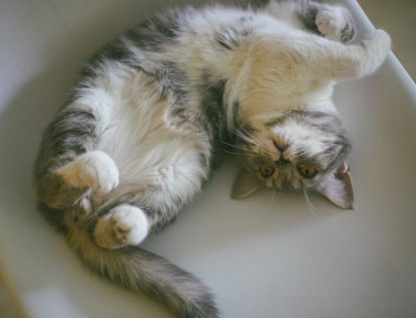 猫咪爱主人的10种行为，快来看看你中了几条？