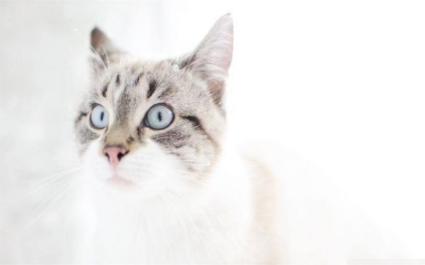 猫咪爱主人的10种行为，快来看看你中了几条？