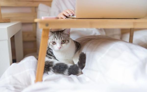 猫咪爱主人的10种行为，快来看看你中了几条？