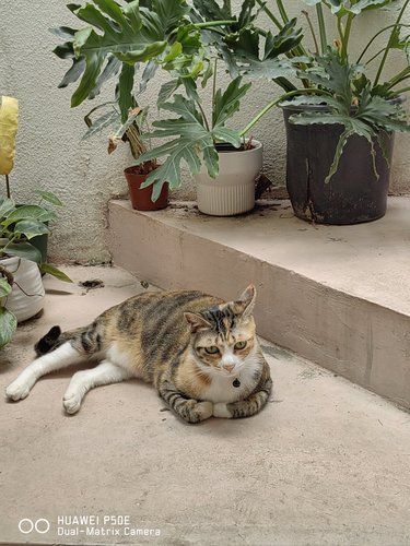 悠闲猫咪花园时光