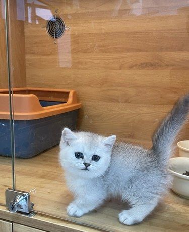 白云区猫猫领养舍