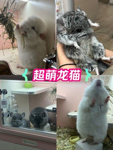 真的太可爱了！我要被融化了