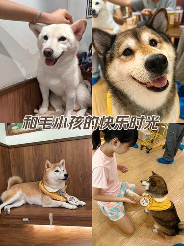 和毛小孩的快乐时光