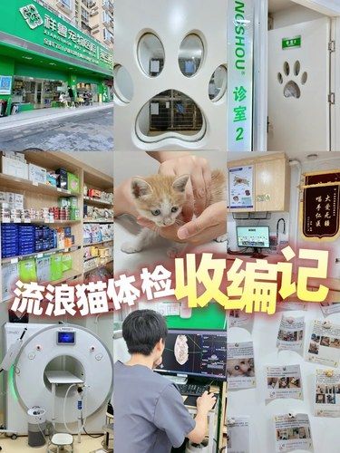 在深圳捡到流浪小奶猫带来体检收编啦