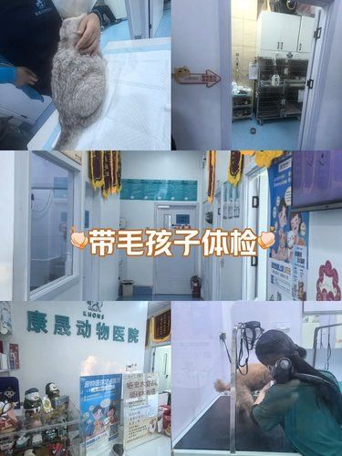 带毛孩子体检