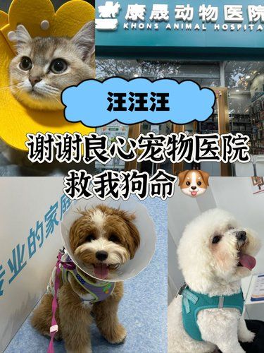 汪汪汪‼️谢谢良心宠物医院救我狗命