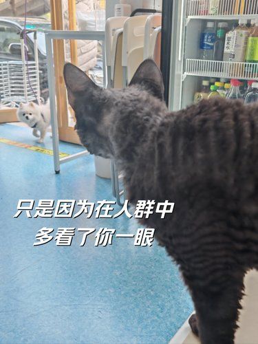 他家动物可爱到都忘了是来看病的了
