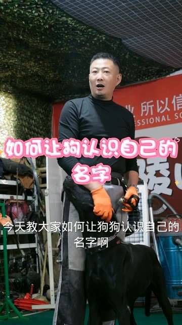 训犬学院 训犬专家 家养宠物犬行为矫正 宠物