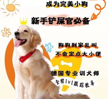 东哥训犬基地