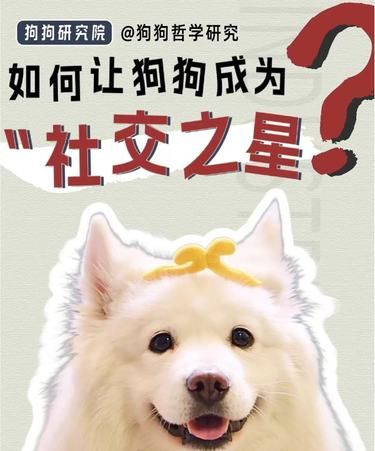狗狗社交小达人养成