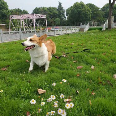 狗狗培训