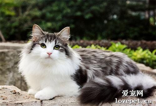 2021年最新最受欢迎的9个猫咪品种