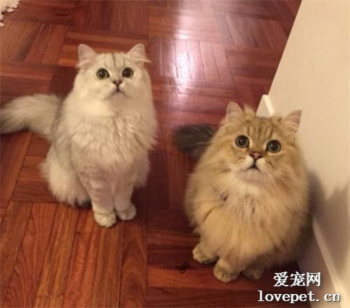 2021年最新最受欢迎的9个猫咪品种