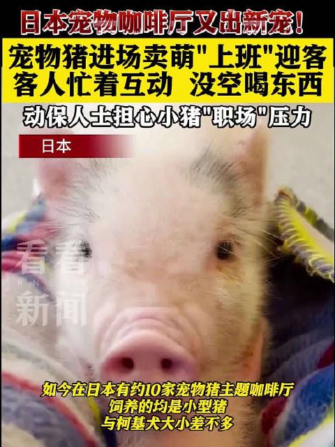 日本宠物咖啡厅来了小猪服务员 动保人士担心这事