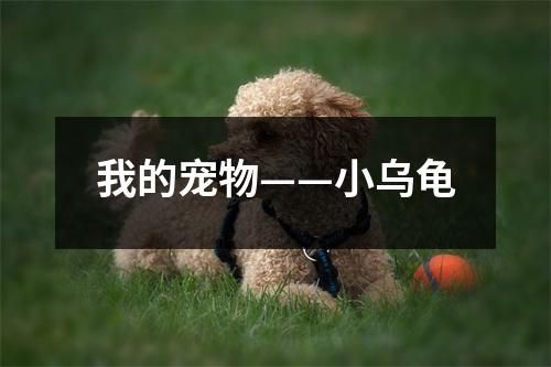 我的宠物——小乌龟