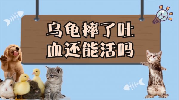 乌龟摔了吐血还能活吗