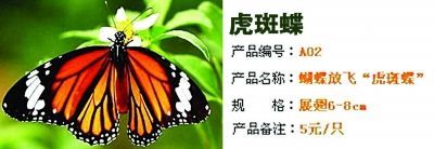 一只蝴蝶20万块！活体蝴蝶3元一只多用于婚庆