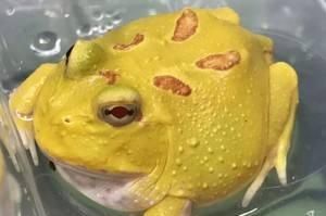 如何照顾和喂养青蛙