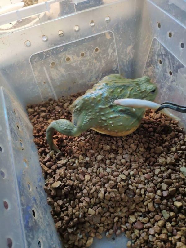 蛙类可以当宠物饲养吗?盘点常见的宠物蛙品种