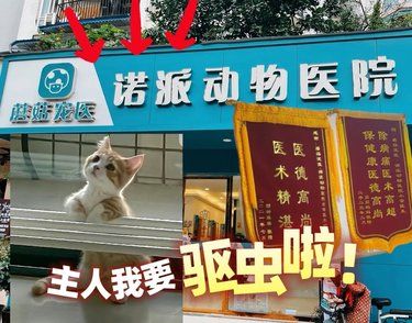28一次的驱虫 ，给猫主子带来快乐
