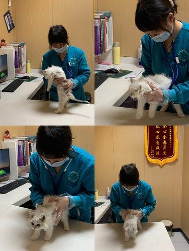 家门口的放心宠物医院