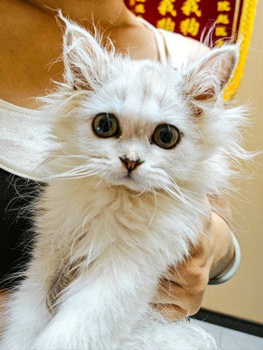 萌宠日记：小猫咪的勇敢绝育之旅