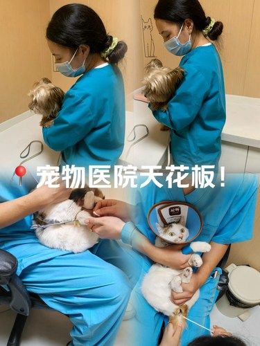 成都！！！巨巨巨巨超前的宠物医院，明码标价！