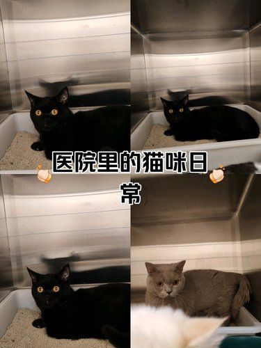 大连市有一家宠物医院