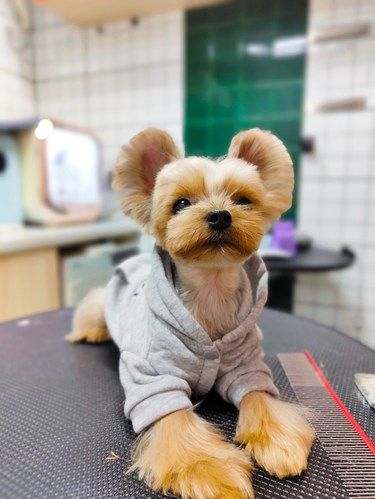 宠物店欢乐多