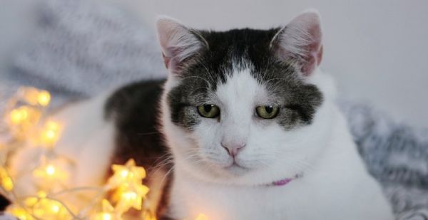 猫粮可以当窝料钓鱼使用吗,宠物狗粮能钓鱼