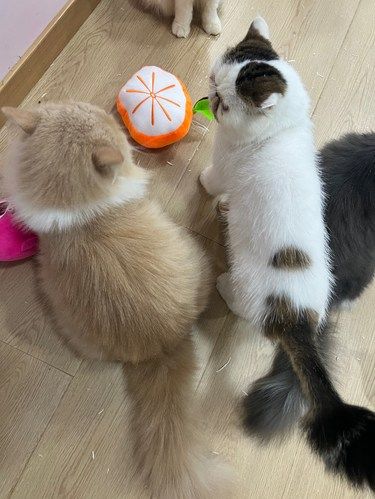 猫咪天地～宠物乐园