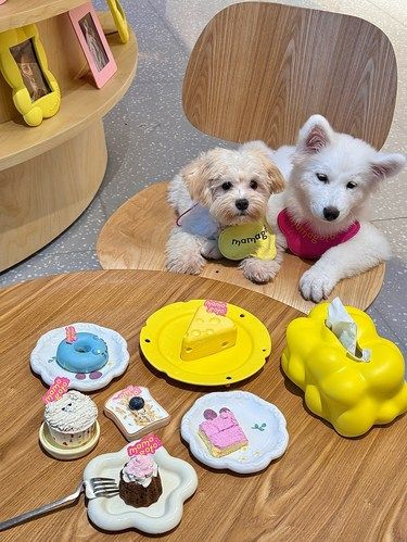 杭州遛宠新去处！有狗狗专享甜品！！
