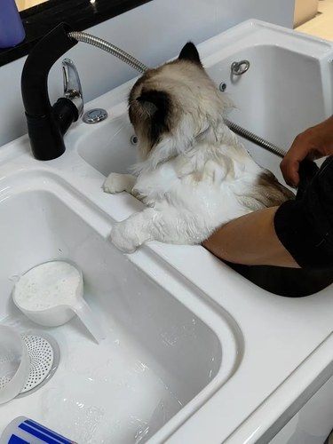 一个月洗一次猫会不会太频繁了