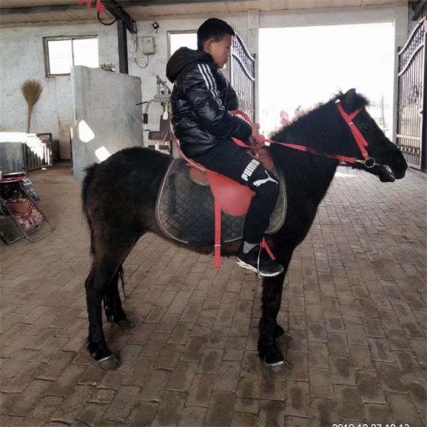 晋中宠物小马多少钱一只